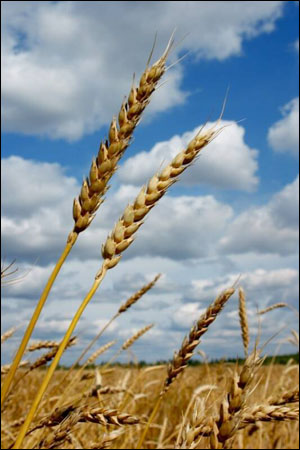 Wheat